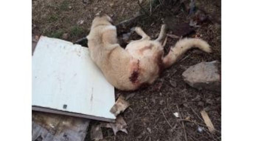Silahlı Saldırıya Uğrayan K&ouml;pek Hayatını Kaybetti
