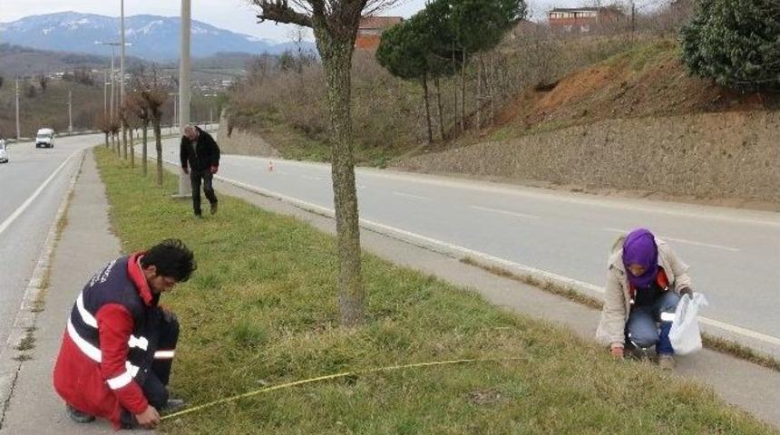 Ak&ccedil;akoca Belediyesi Ağa&ccedil;landırmaya &Ouml;nem Veriyor