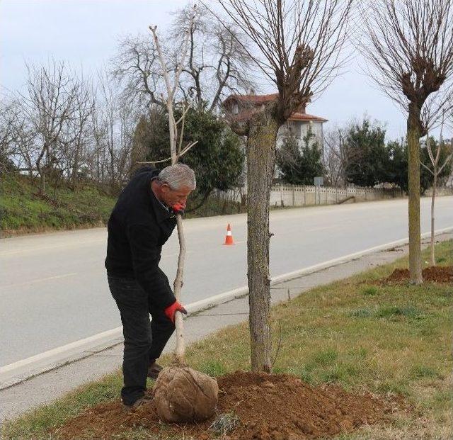 Akçakoca Belediyesi Ağaçlandırmaya Önem Veriyor