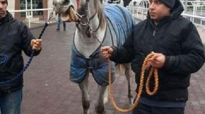 &Uuml;nl&uuml; Jokey'den Abd'li İşkadınına İngiliz Tayı (D&uuml;zeltme)