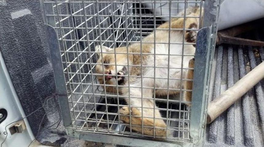 Konya&rsquo;da Yaban Hayvanlarına Acil M&uuml;dahale Hizmeti