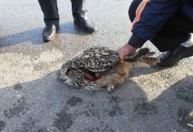 Konya’da Yaban Hayvanlarına Acil Müdahale Hizmeti