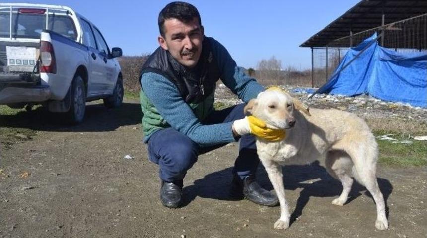 Belediye İş&ccedil;isi &Uuml;&ccedil; Ayaklı K&ouml;peğine G&ouml;z&uuml; Gibi Bakıyor