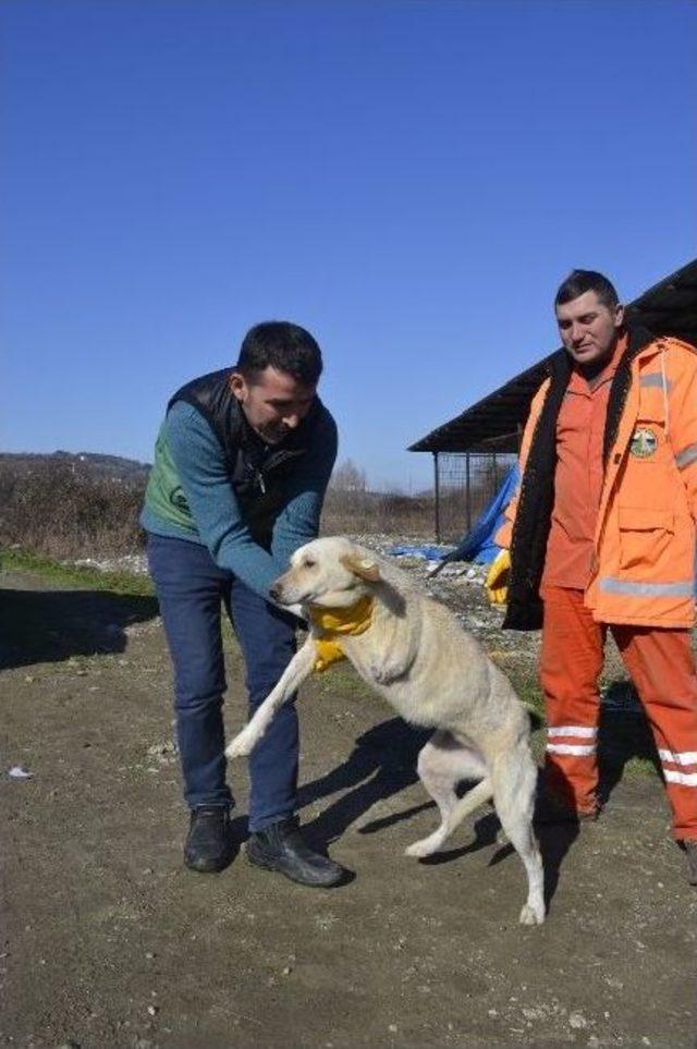 Belediye İşçisi Üç Ayaklı Köpeğine Gözü Gibi Bakıyor