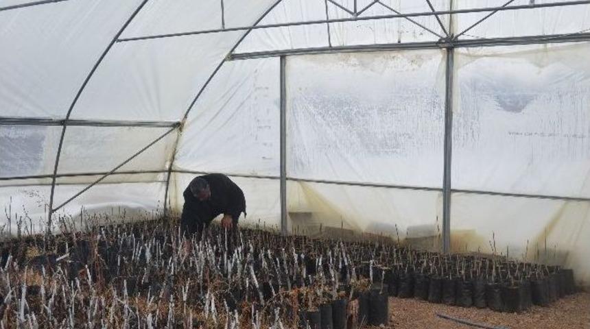 Aşılı Ceviz Fidanları Adilcevaz Ekonomisini Canlandıracak