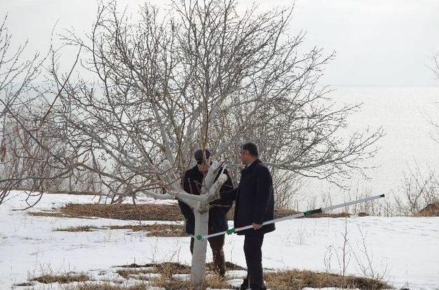 Aşılı Ceviz Fidanları Adilcevaz Ekonomisini Canlandıracak