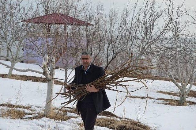 Aşılı Ceviz Fidanları Adilcevaz Ekonomisini Canlandıracak