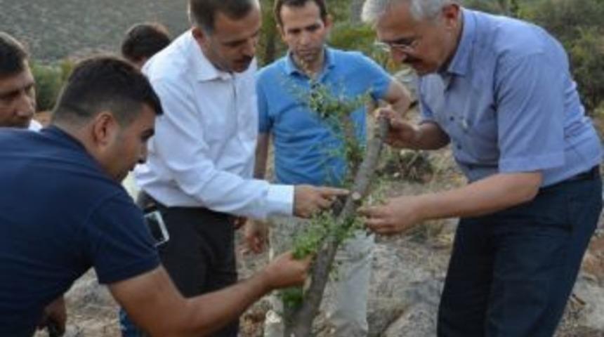 Mersin&rsquo;de &rsquo;5000 K&ouml;ye 5000 Orman&rsquo; Projesinde Hedefler Aşıldı