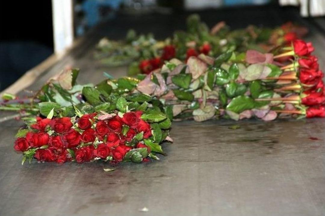 Sevgililer G&uuml;n&uuml;&rsquo;n&uuml;n Favori &Ccedil;i&ccedil;eği &rsquo;g&uuml;l&rsquo;