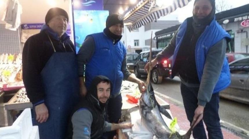 &Ccedil;anakkale&rsquo;de Yakalanan Kılı&ccedil; Balığı Mudanya&rsquo;da Sergilendi