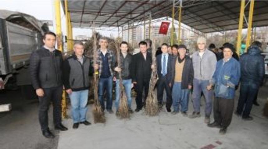 Osmaniye&rsquo;de 16 Bin 672 Adet Ceviz Fidanı Dağıtıldı