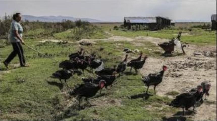 Fao: İklim Değişikliğine Uyumun Kazancı Kayıplarından Fazla