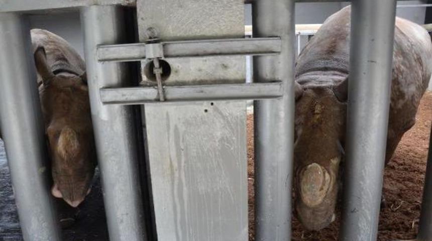 Hayvanat Bah&ccedil;esinde De 'sevgililer G&uuml;n&uuml;' Uygulaması