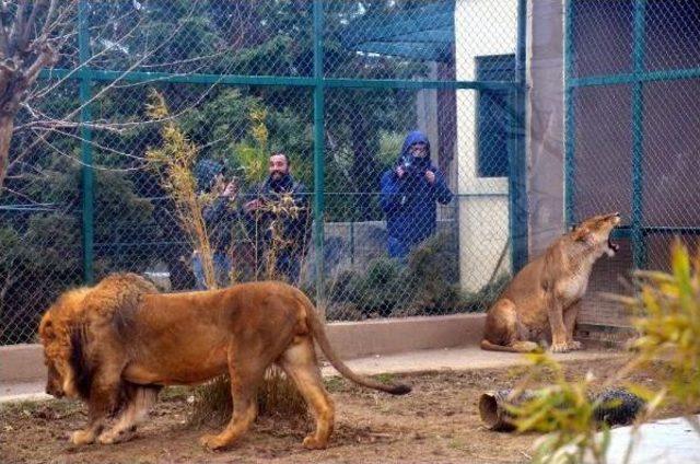 Hayvanat Bahçesinde De 'sevgililer Günü' Uygulaması