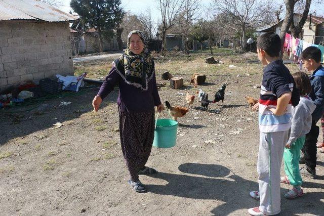 Köy Muhtarı Tavukları Ölümden Kurtardı