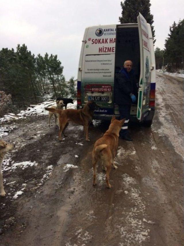 Kartal Belediyesinden Sokak Hayvanlarına Dost Eli