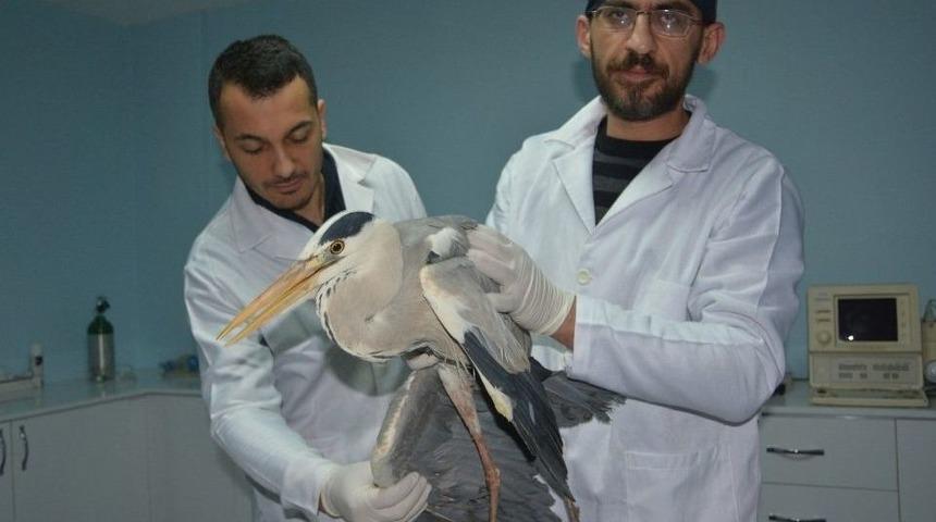 Yaralı Şahin Ve Balık&ccedil;ıl Kuş Tedavi Altına Alındı