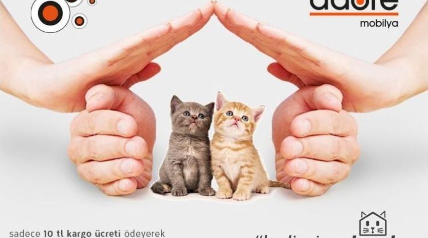 Atıl Malzemeler Kedi Evi Oluyor