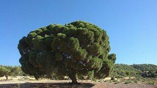 Yoğun Kar Yağışı Nedeniyle 300 Yıllık Çam Ağacının Dalları Kırıldı