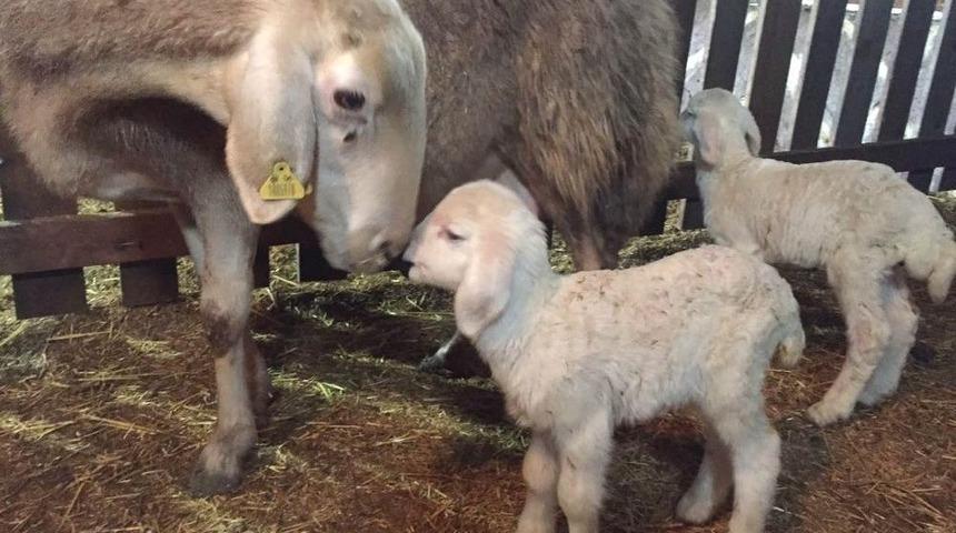 Altınk&ouml;y&rsquo;de İkiz Kuzular D&uuml;nyaya Geldi