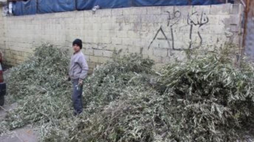 Yasağa Rağmen Fırınlarda Zeytin Dalı Yakılıyor