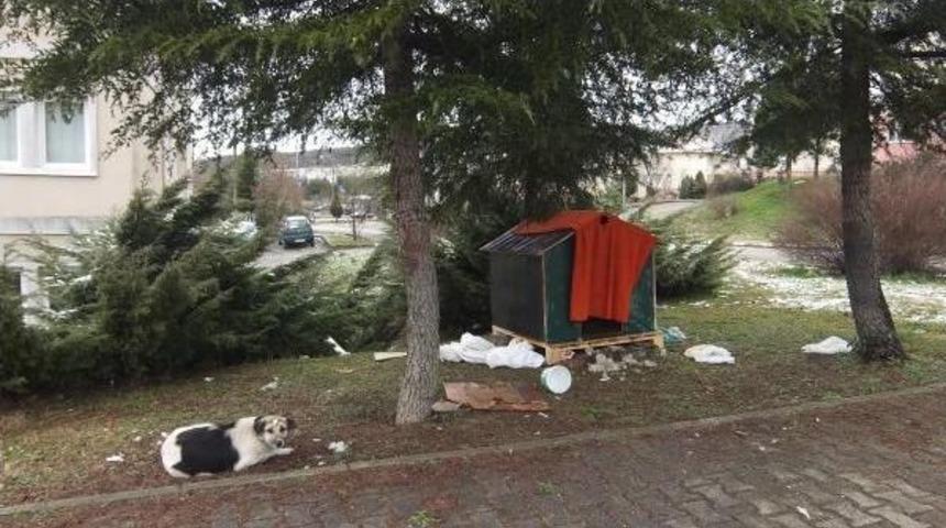 Çocuklar Istedi, Öğrenciler Köpek Ve 3 Yavrusuna Kulübe Yaptı