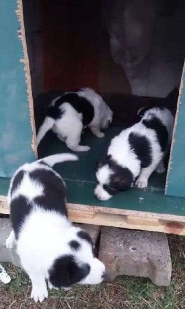 Çocuklar Istedi, Öğrenciler Köpek Ve 3 Yavrusuna Kulübe Yaptı 1