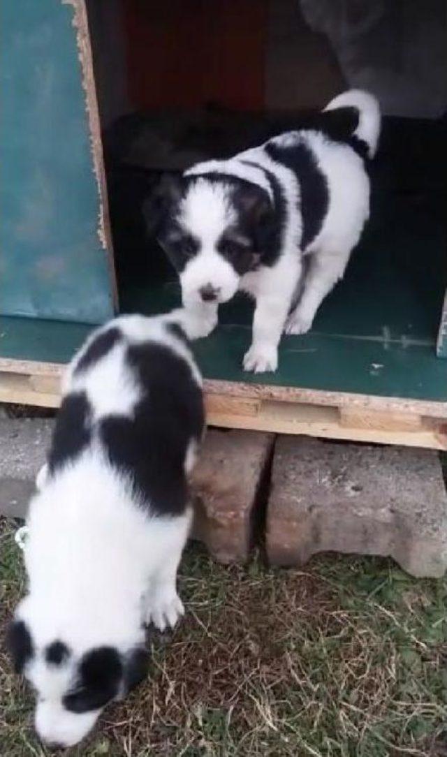 Çocuklar Istedi, Öğrenciler Köpek Ve 3 Yavrusuna Kulübe Yaptı 2