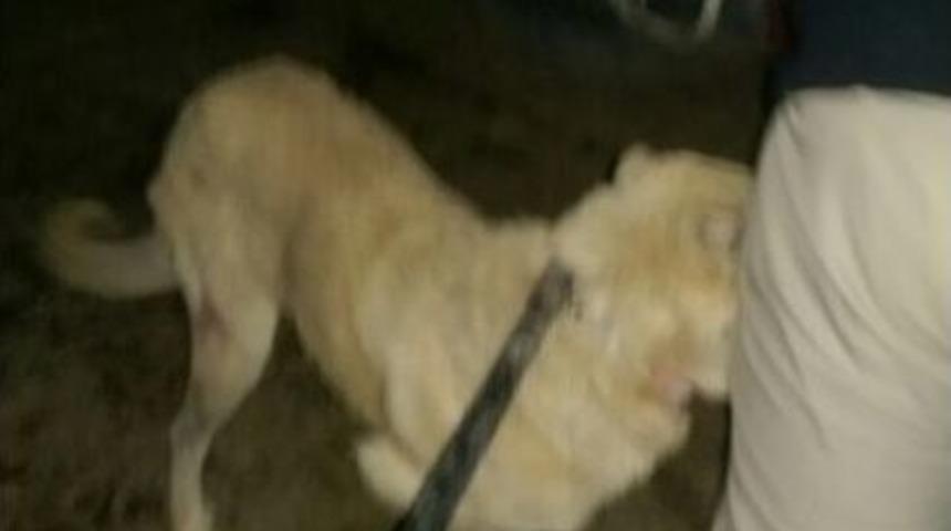 Viranşehir&rsquo;de Sokak K&ouml;pekleri Toplanıyor