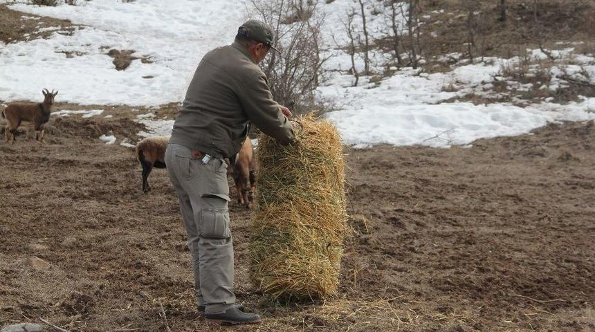 Hayvanat Bah&ccedil;esindeki Yaban Hayvanlarına Yem Bırakıldı