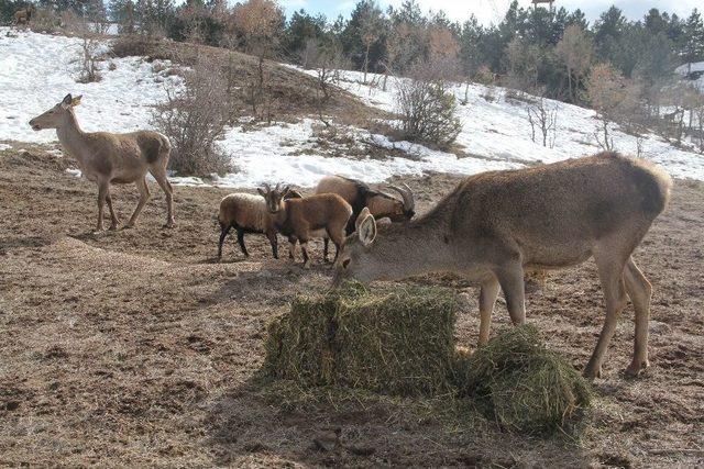 Hayvanat Bahçesindeki Yaban Hayvanlarına Yem Bırakıldı