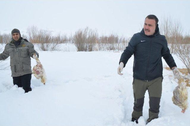 Köpek Parçalayan Kurtlar İçin Yemleme Çalışması