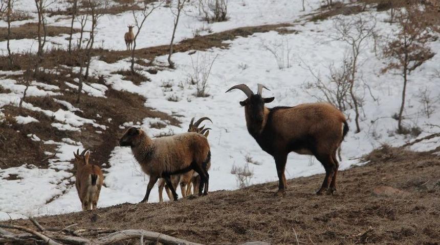 Tabiat Parkı&rsquo;ndaki Hayvan Pop&uuml;lasyonu Artıyor
