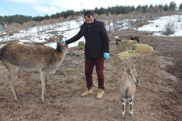 Tabiat Parkı’ndaki Hayvan Popülasyonu Artıyor