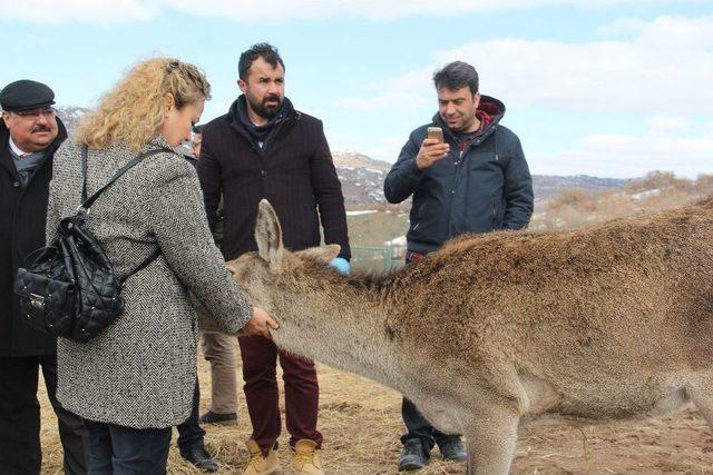 Tabiat Parkı’ndaki Hayvan Popülasyonu Artıyor