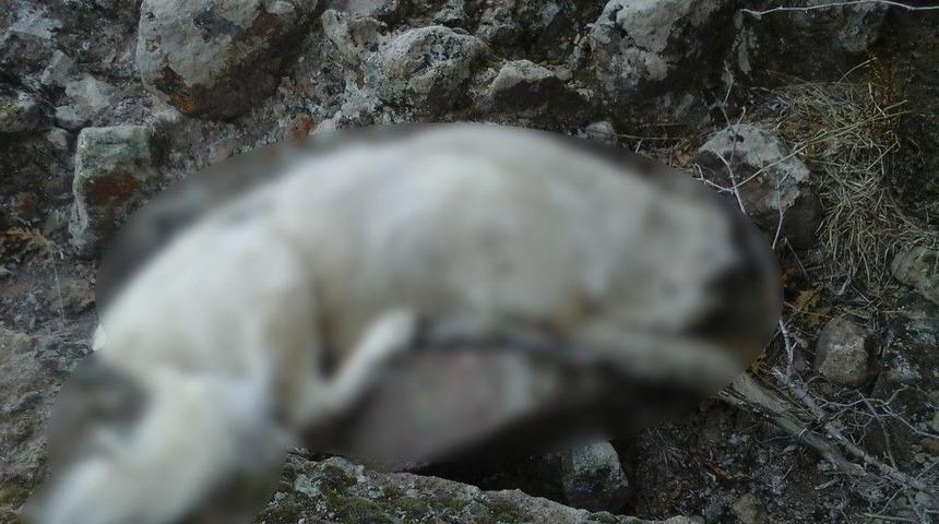 Afyonkarahisar&rsquo;da K&ouml;pek Katliamı İddiası
