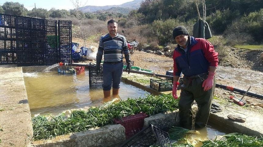 Doğal Antibiyotik Yeşil Soğan Tire&rsquo;de Yetişiyor