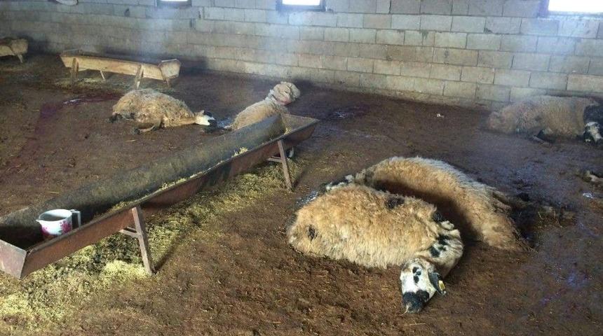 Siverek&rsquo;te 90 Koyun Telef Oldu