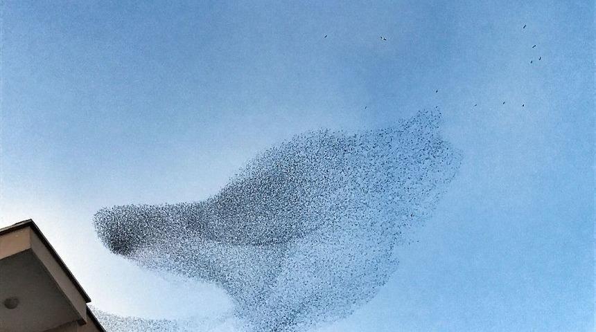 (&ouml;zel Haber) Sığırcık Kuşlarının G&ouml;ky&uuml;z&uuml;ndeki Dansı Hayran Bıraktı