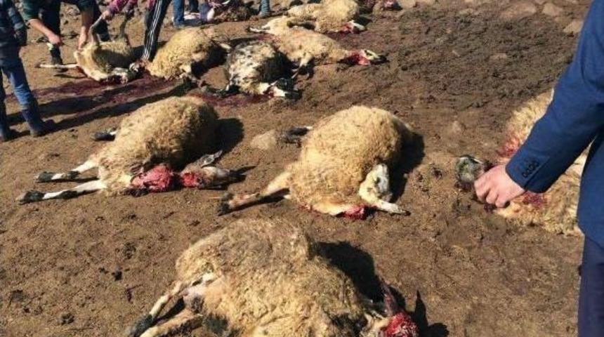 Siverek&rsquo;Te 90 Koyun Telef Oldu