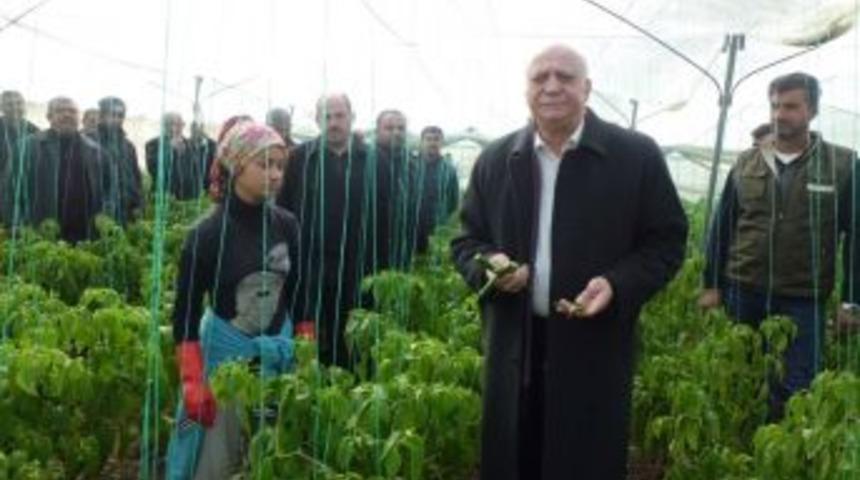 Bayraktar: "biberde Kalıntı İddiaları Tamamen Asılsız"