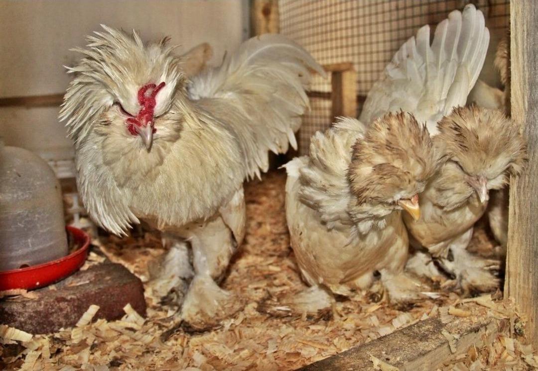 Endonezyalı Horoz, &Ccedil;anakkaleli Oldu