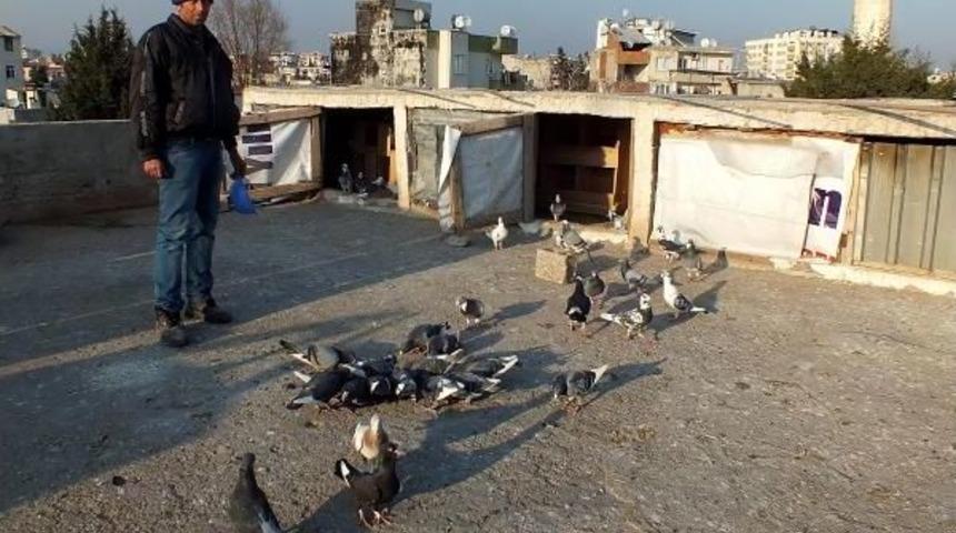 Evin Damında 300 G&uuml;vercin Besliyor