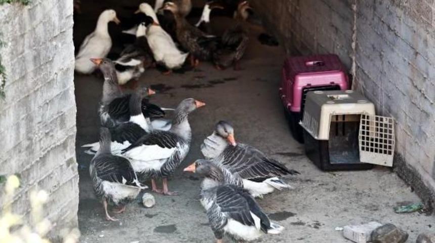 &Ouml;rdek Ve Kazlara Kurtarma Operasyonu