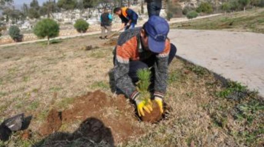 Toroslar&rsquo;da 10 Bin &Ccedil;am Fidesi Toprakla Buluşuyor