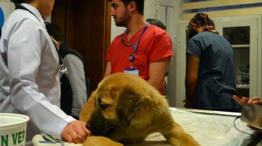 Kurtarılan &ldquo;kuyu&rdquo; İsimli K&ouml;pek Tedavi İ&ccedil;in Hayvan Hastanesine G&ouml;nderildi
