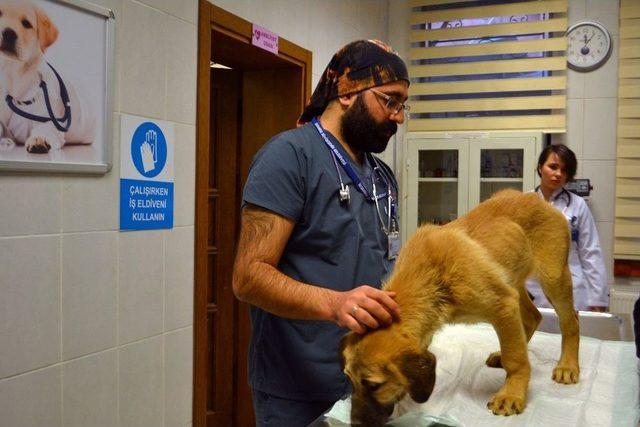 Kurtarılan “kuyu” İsimli Köpek Tedavi İçin Hayvan Hastanesine Gönderildi