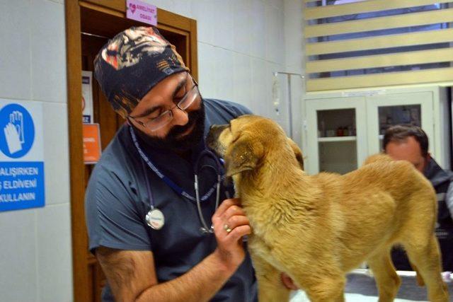 Kurtarılan “kuyu” İsimli Köpek Tedavi İçin Hayvan Hastanesine Gönderildi