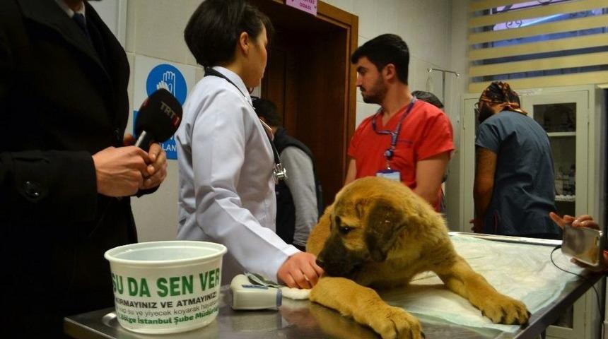 Kurtarılan &rsquo;kuyu&rsquo; Hastanede Tedavi Altına Alındı