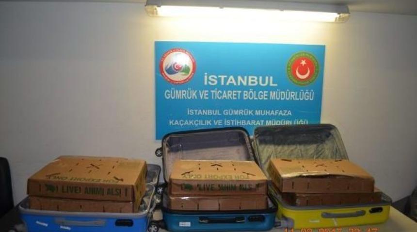 Kaplumbağalar G&uuml;mr&uuml;ğe Takıldı